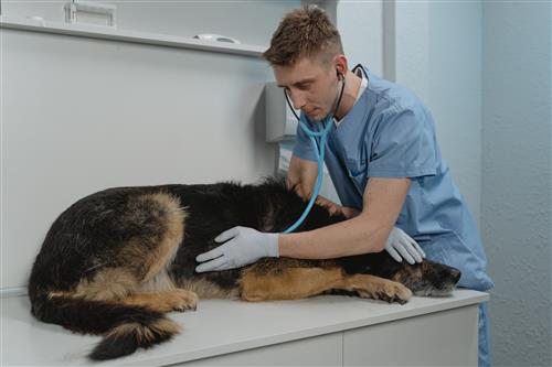 vet tech and dog stock art